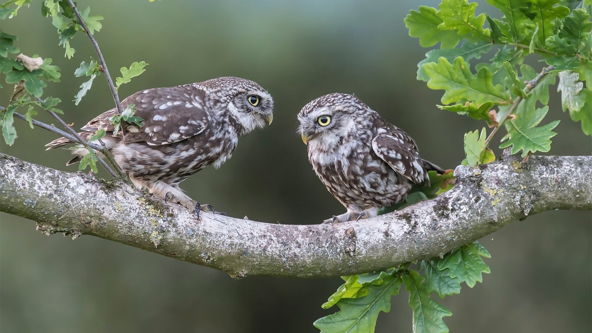爱游戏中国官方网站平台-扎马莱克球迷组织举办庆祝活动，支持球队，扎拉马克在哪里