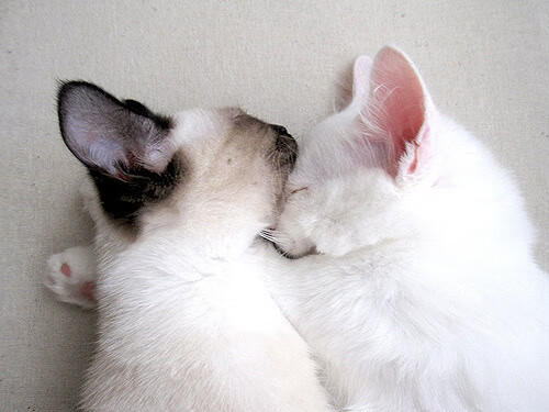 意甲赛场上出现了一起不公正的判罚事件,意甲全场