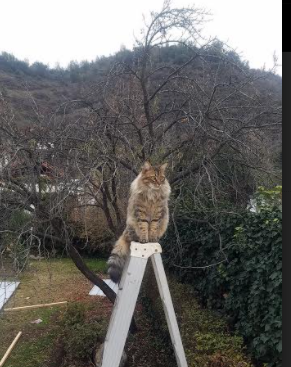 战б胜兵阵劲爆战况,全主将阵互相辉映,战兵什么意思