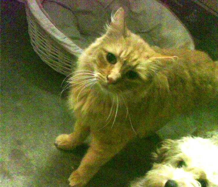 AYX GAMING-看点多多！法甲新赛季开幕战即将打响，法甲新赛季什么时候开始