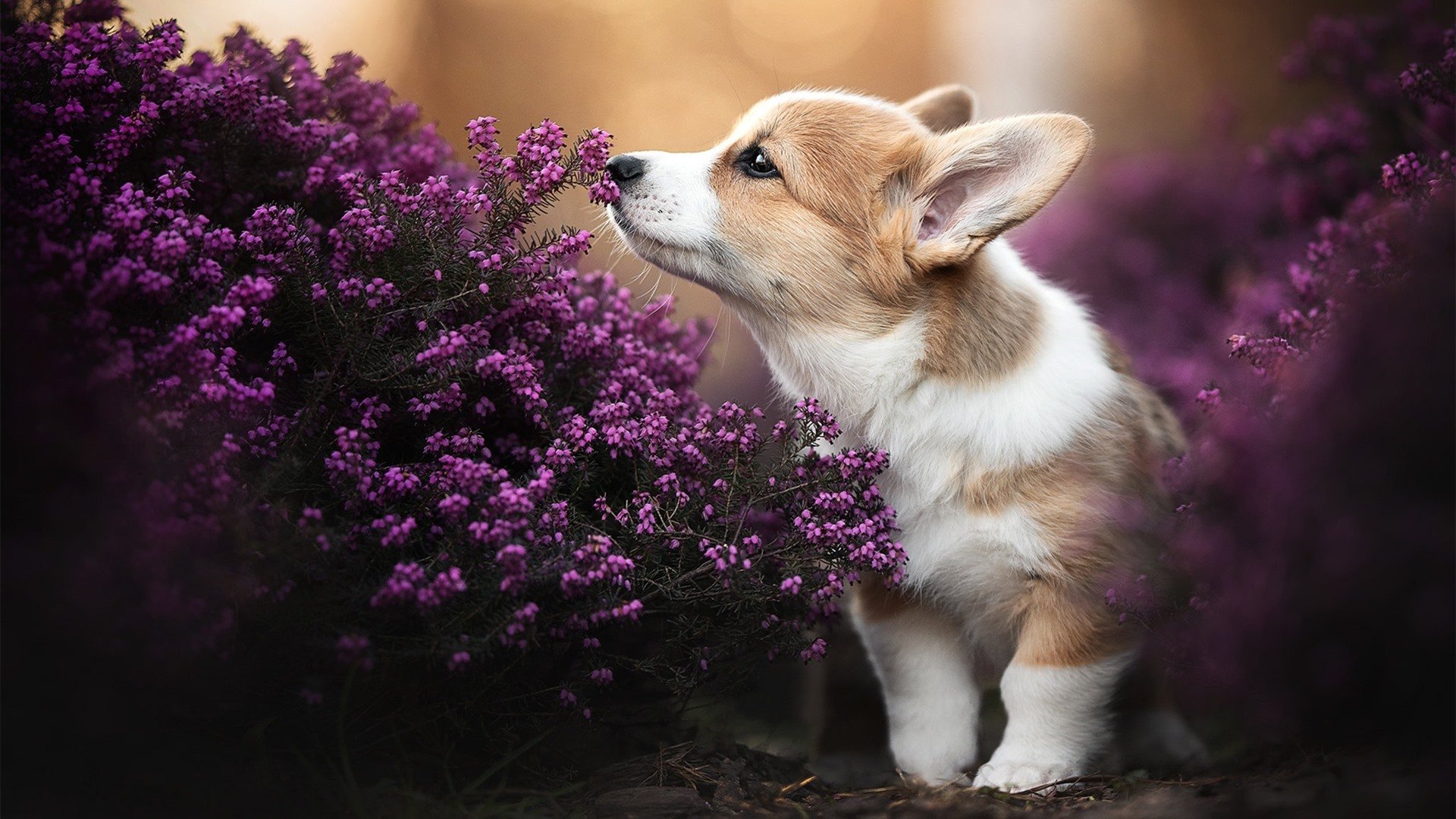 爱游戏体育APP下载-韩国星际争霸赛季冠军争夺激烈，韩国星际争霸历届总决赛视频