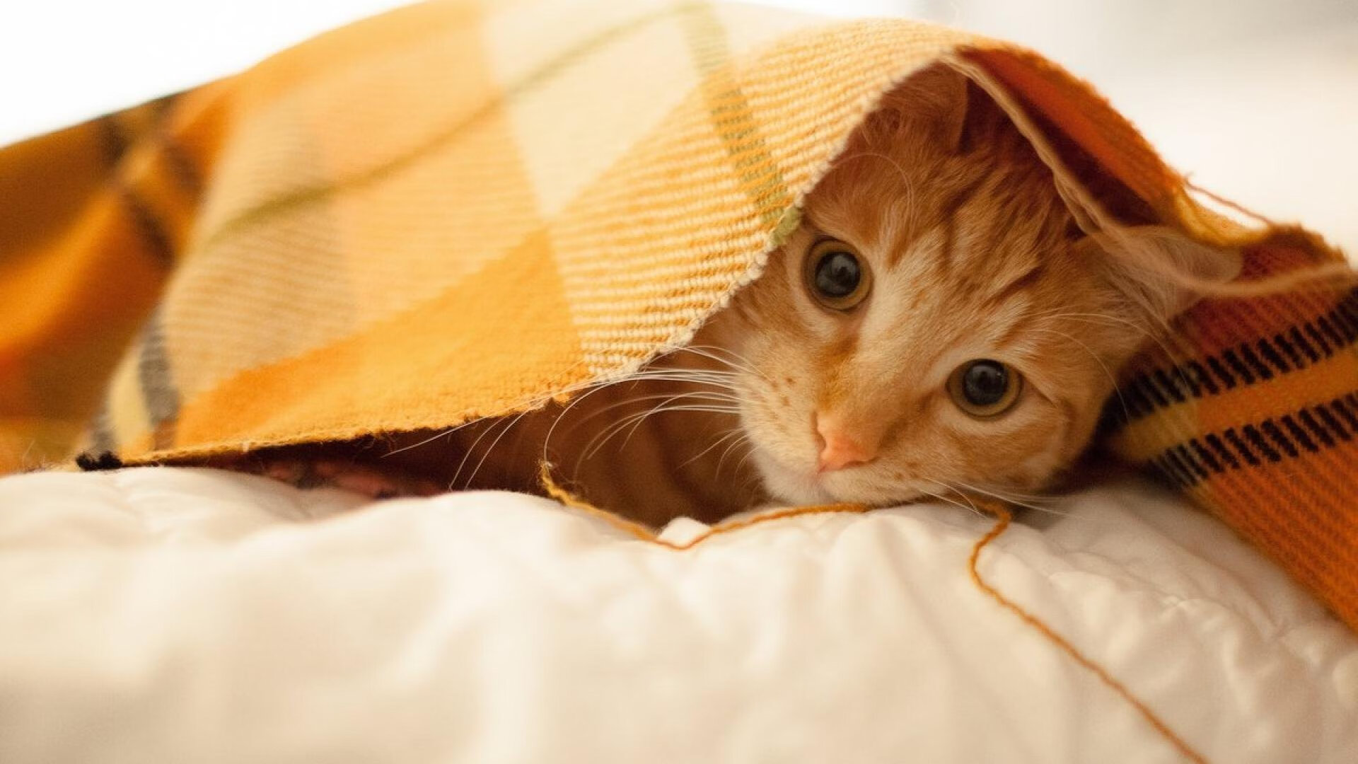 爱游戏官网-NBA球队阵容深度与胜率关系，nba球队阵容分析