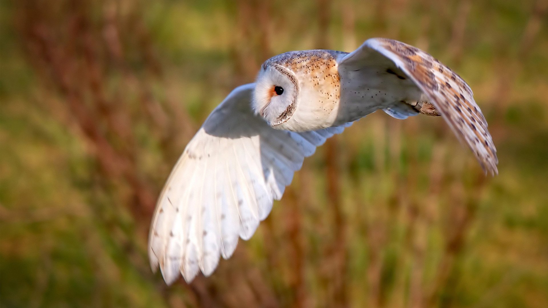 中国足球年度比赛节奏波动图表,中国足球的比赛