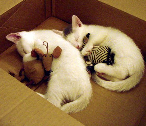 高校体育师资队伍建设与专业发展，体育师资队伍建设的研究