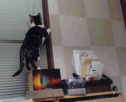 中国女篮注重比赛录像分析 持续提升,中国女蓝的比赛实况