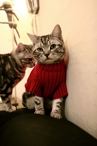 体育新闻中心主办体育新闻行业数字化转型论坛,体育产业数字化创新