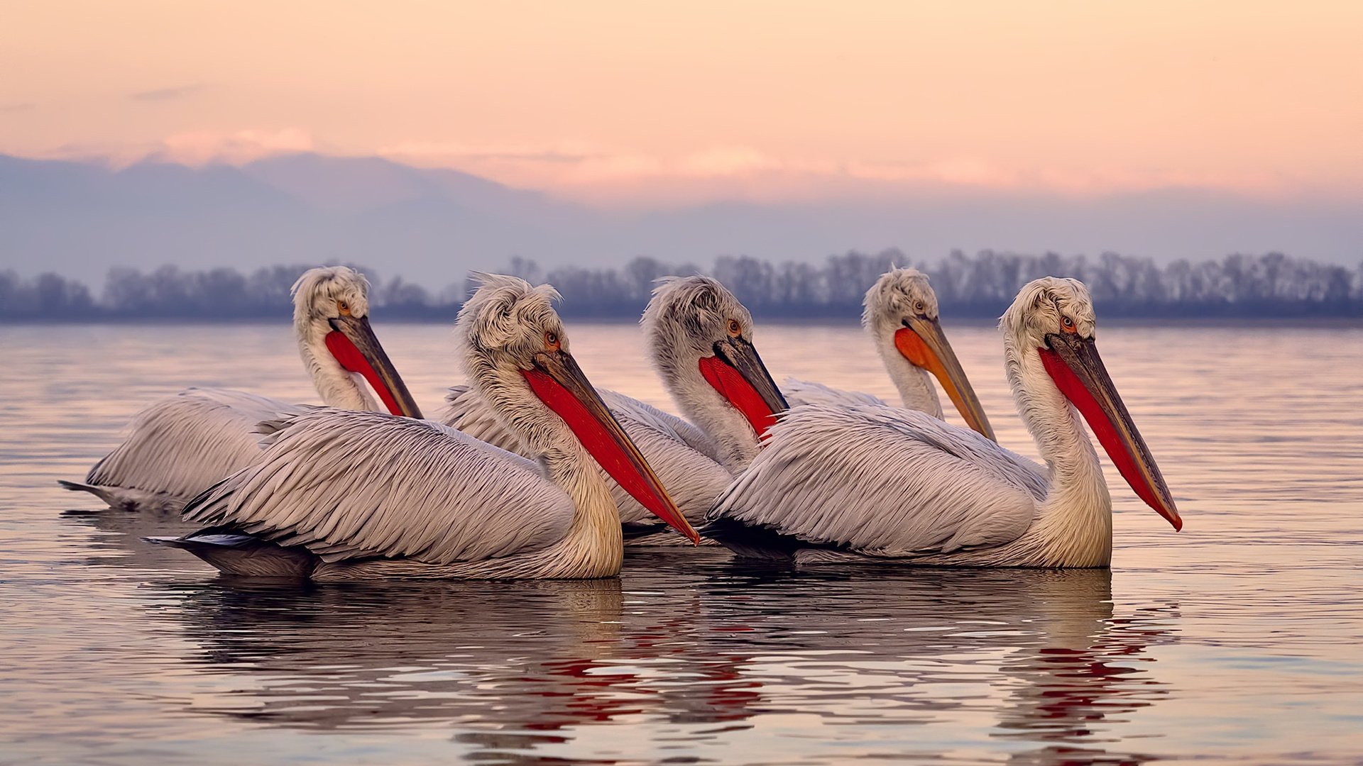 广东队通过高位挡拆频繁制造得分机会,广东队战术集锦