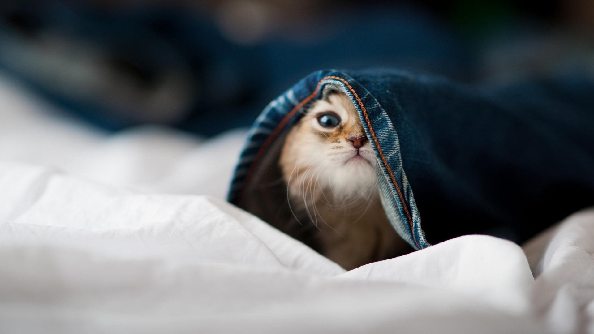 拜仁双边推进持续冲击对方防线,拜仁2-1