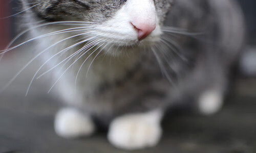 克莱尔·柯尔赞女子200米仰泳决赛亮相,女子组200米仰泳决赛