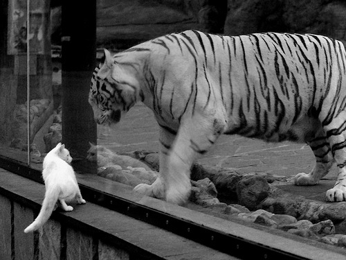 AYX体育-新球场照明系统投用，夜场比赛视觉升级，球场照明灯啥品牌好