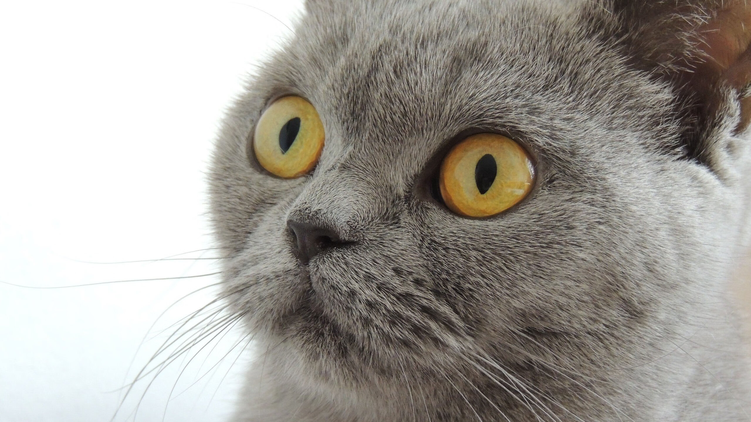 爱游戏体育官方网站-接力项目荷兰队默契配合取胜，荷兰队训练