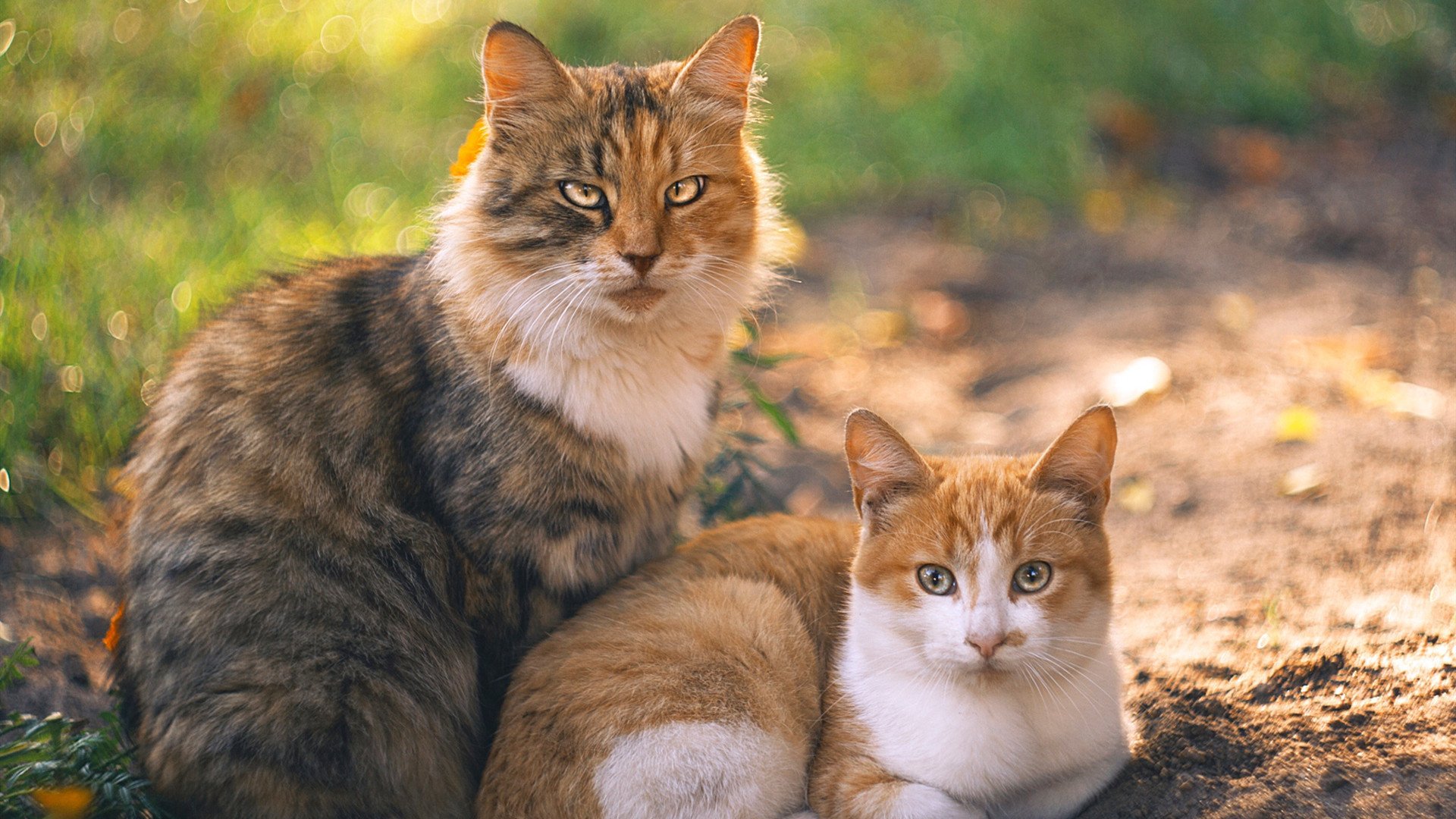 朱婷团队引进国外康复设备提升效率,朱婷医生