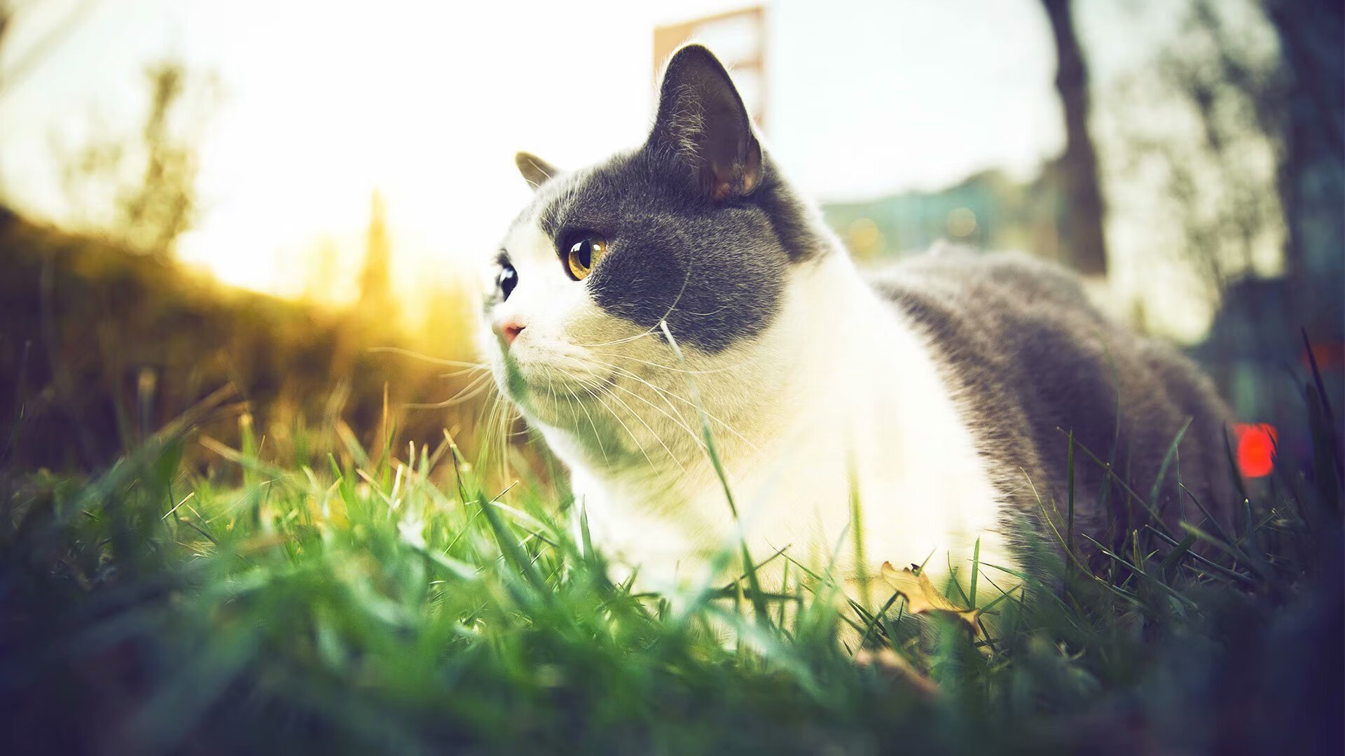 法国混合接力决赛表现超出预期，法国混合双打选手