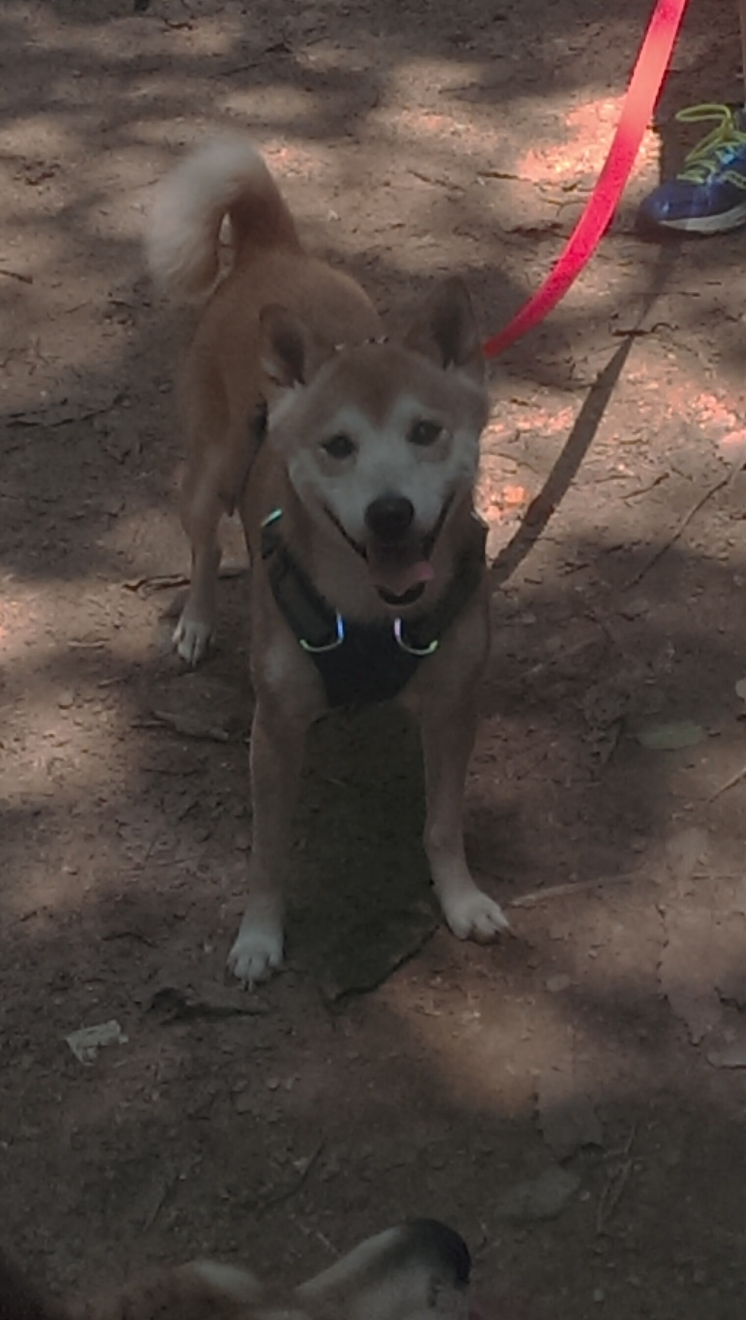 男篮后场组合配合默契成为战术体系中的核心支点,男篮十大得分后卫