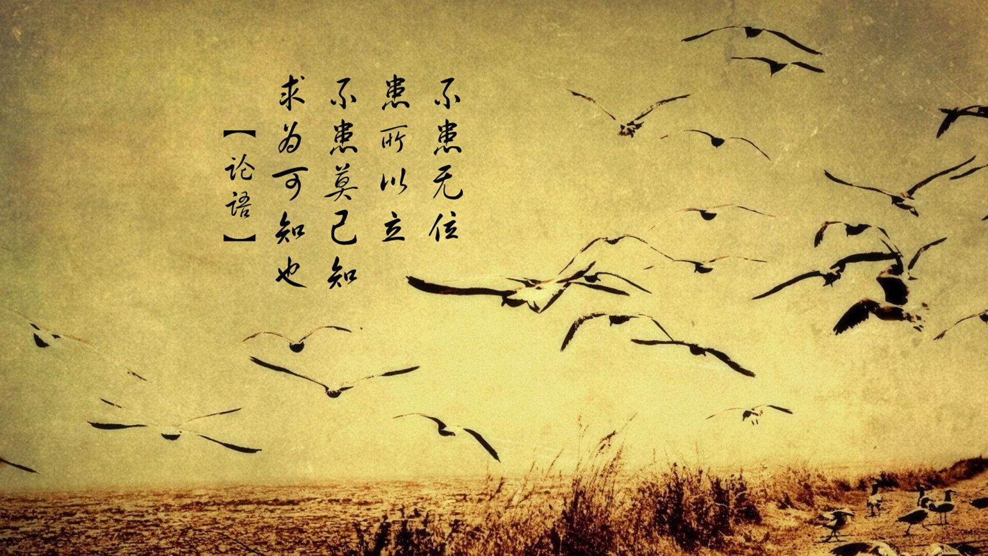 莫伊:全黑队的“前场霸主”,在scrum中屡屡夺得主动