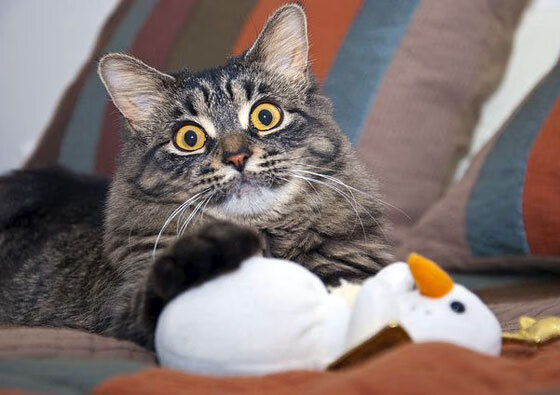 谷爱凌再夺金牌刷新历史冬奥会赛场，谷爱凌冬奥会夺金点